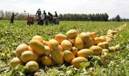 甘肃的哈密瓜免费吃,免费品尝甜蜜诱惑
