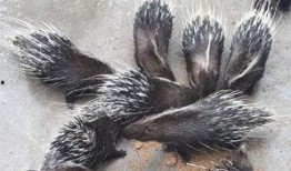 豪猪最新爆料3.0,揭秘娱乐圈惊天秘密